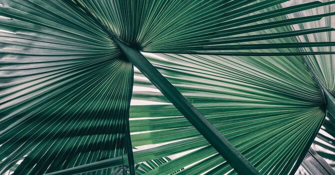 Medical Aesthetics / Injectables